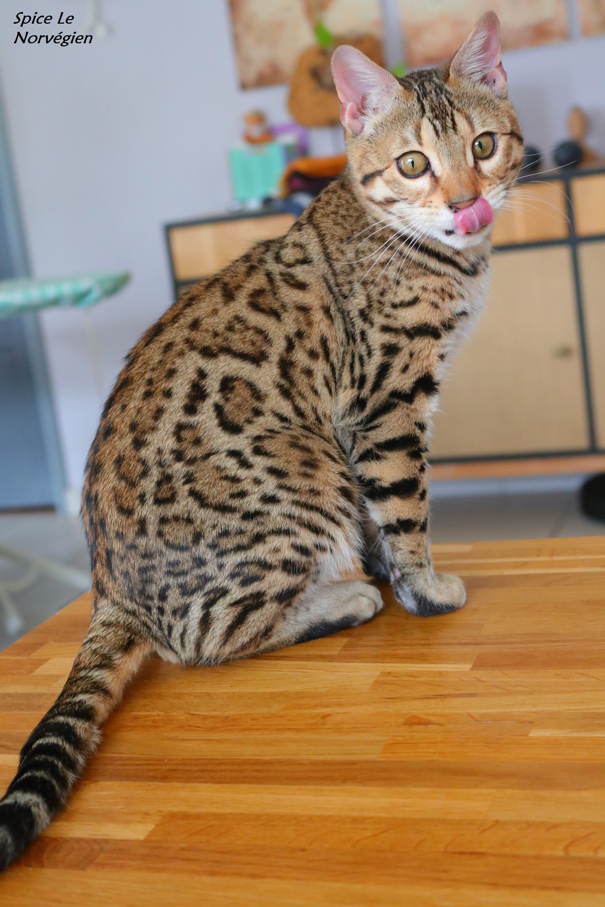 bengal